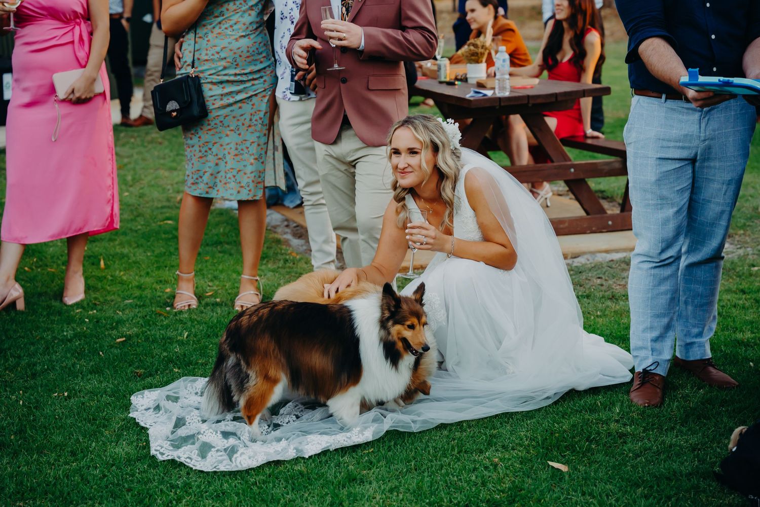 Wedding dress-clad person kneeling to pet a German Shepherd dog on grass.