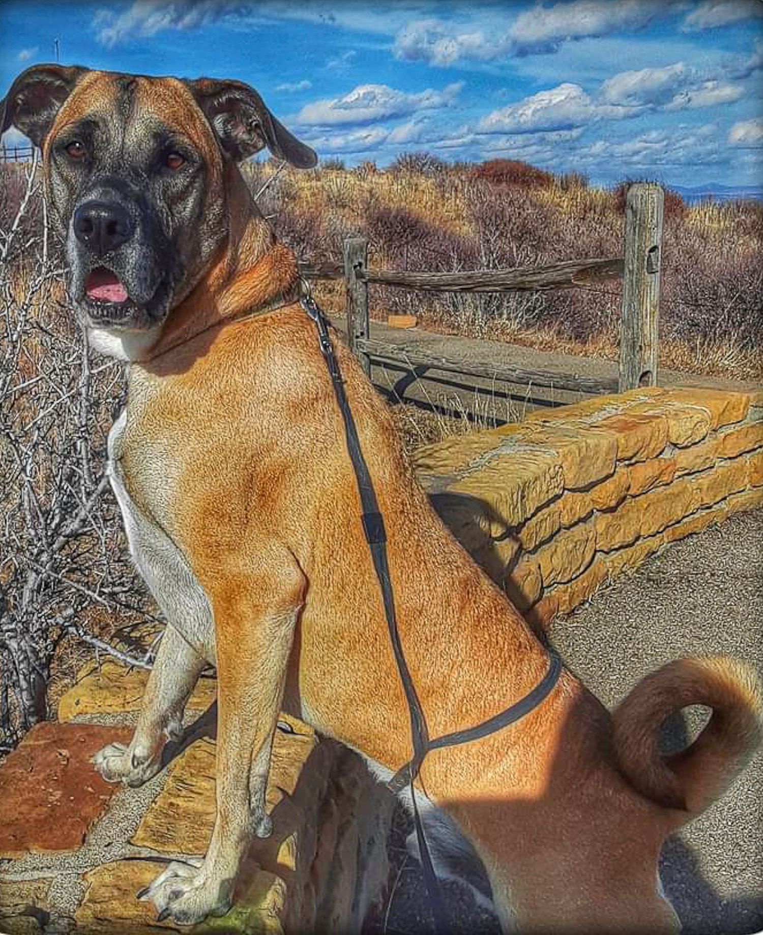 Large tan mastiff dog on leash posing in front of wooden fence on sunny trail.