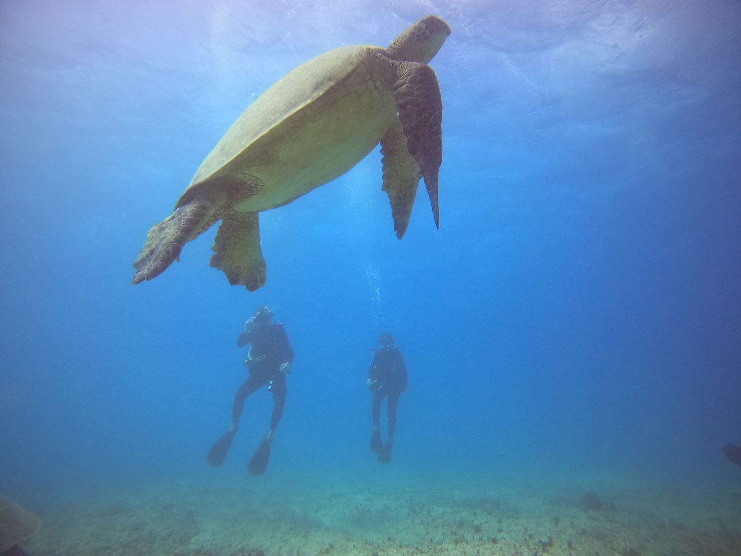 Large sea turtle swims above two scuba divers in clear blue ocean water.