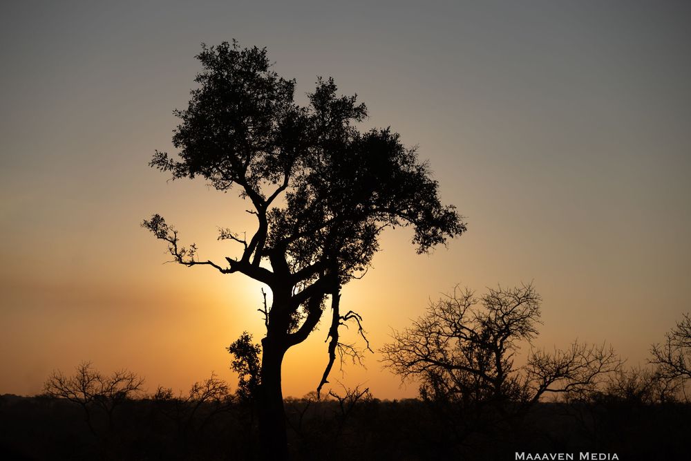 Silhouettes of trees against dramatic sunset sky create artistic panoramic view.