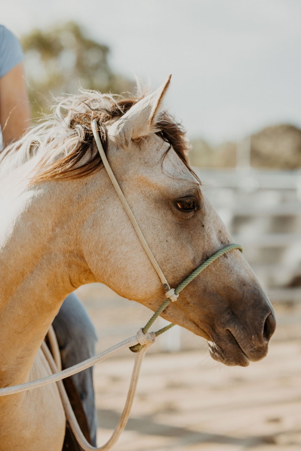 Close-up profile views of a light-colored horse's head from different angles showing its facial features and bridle.