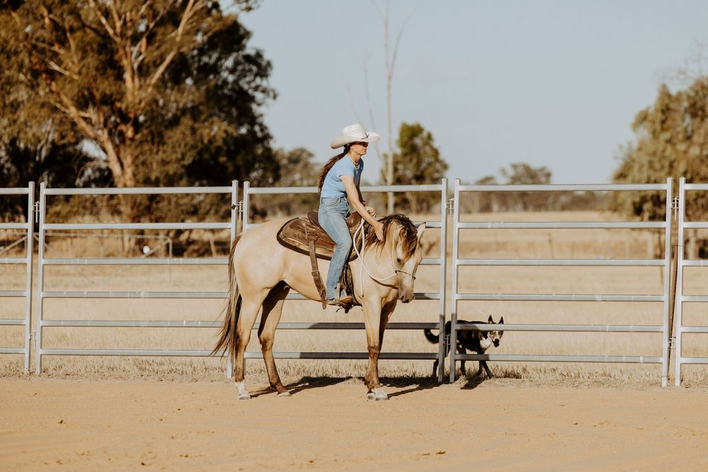 A rider on a light-colored horse in a dusty arena during golden hour with training equipment visible.