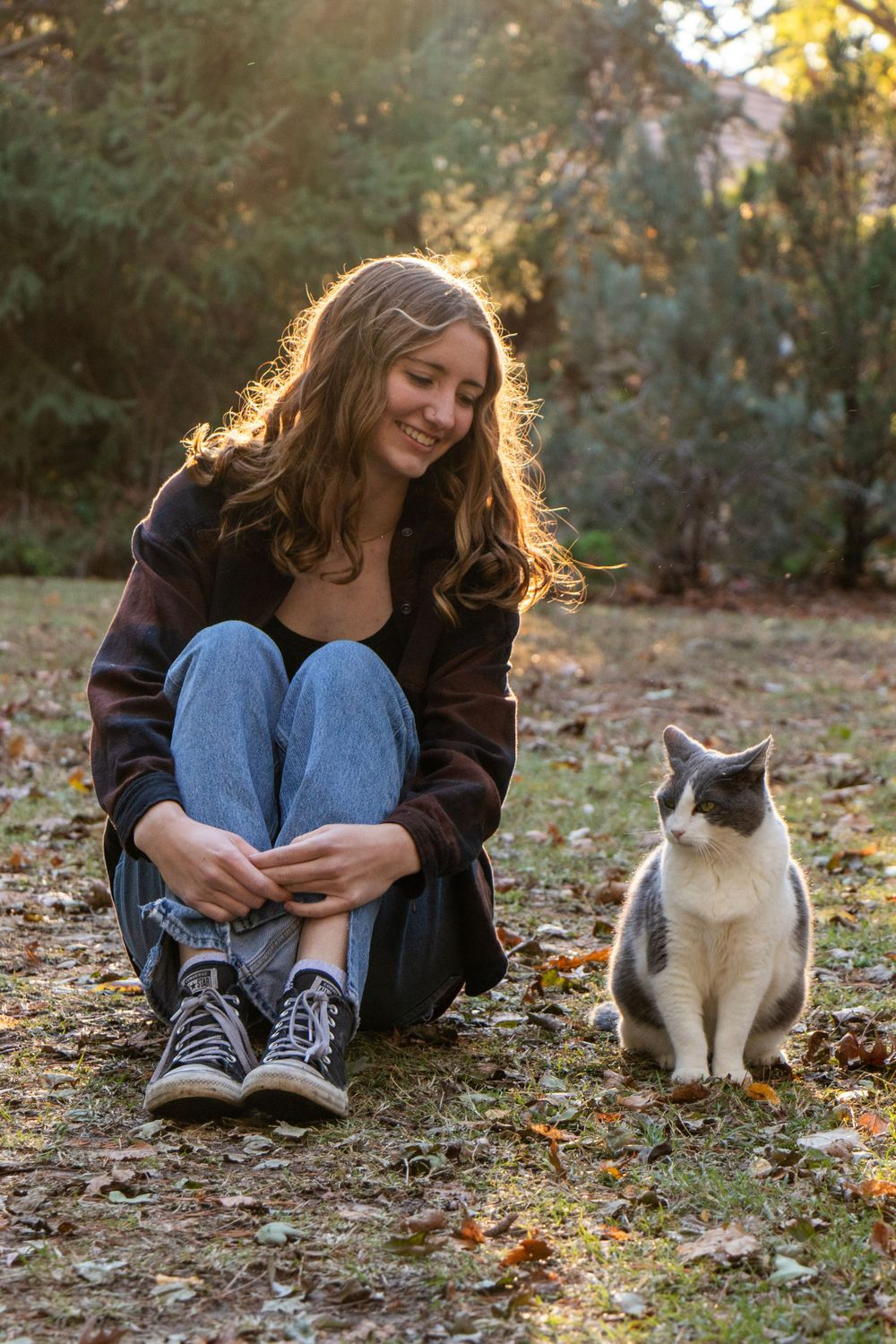 senior cat photo pet photography