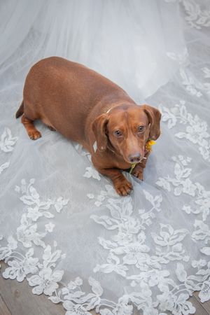 A brown dachshund puppy plays on delicate white lace wedding dress fabric.