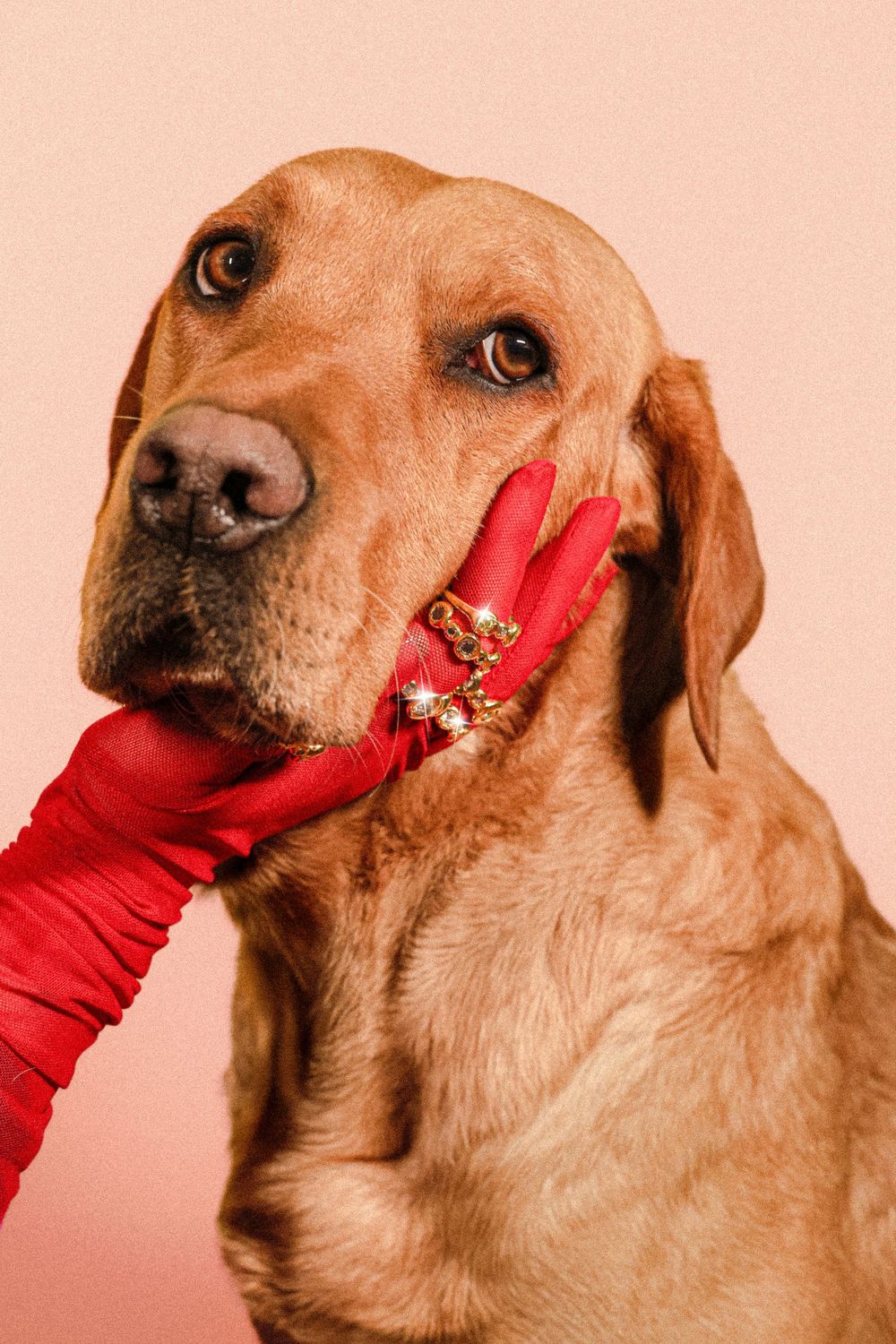 A golden retriever holding engagement rings in its mouth while a person wearing red gloves touches its snout against pink background.