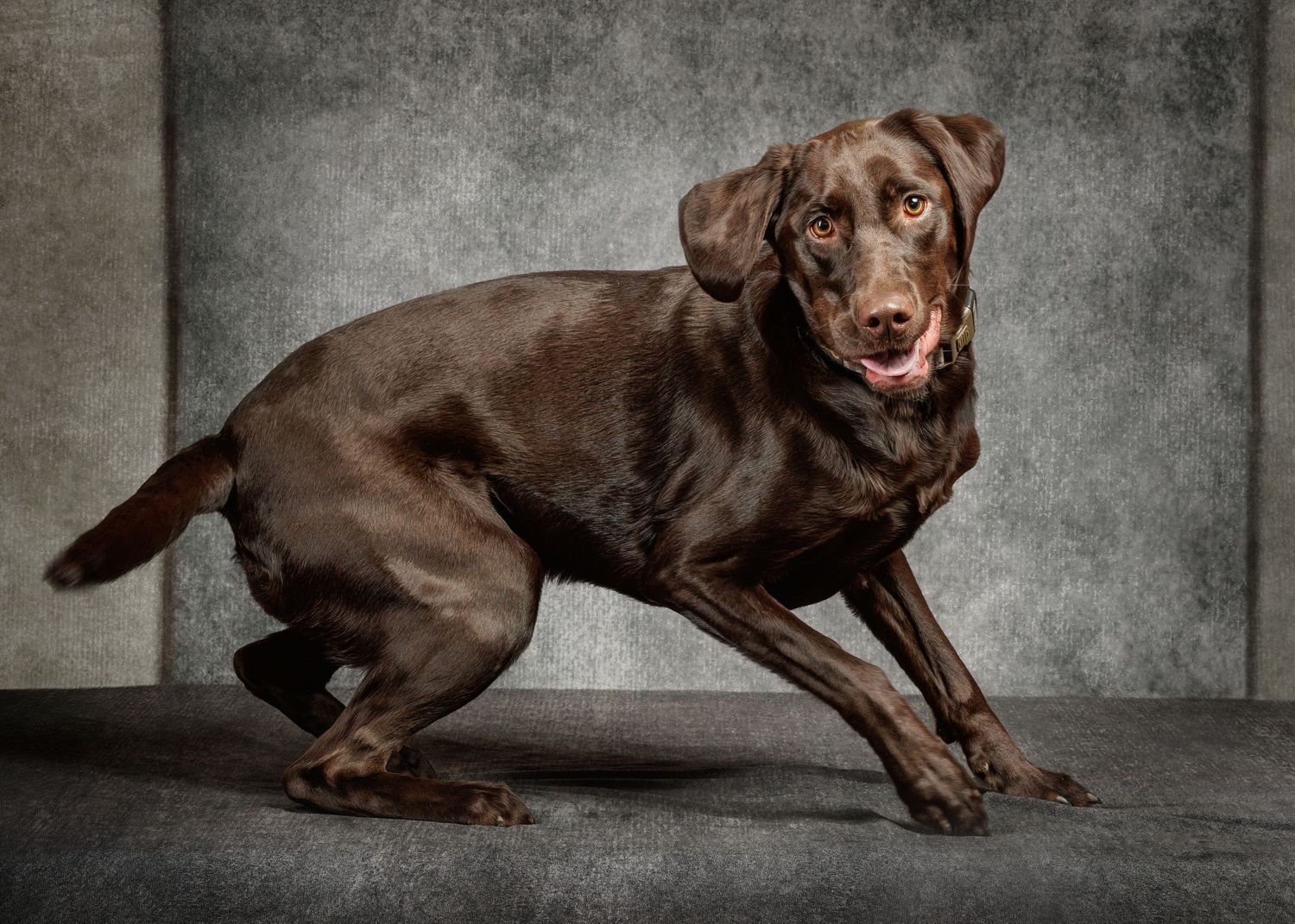 A playful chocolate Labrador retriever is about to jump off the posing table during a photo session.