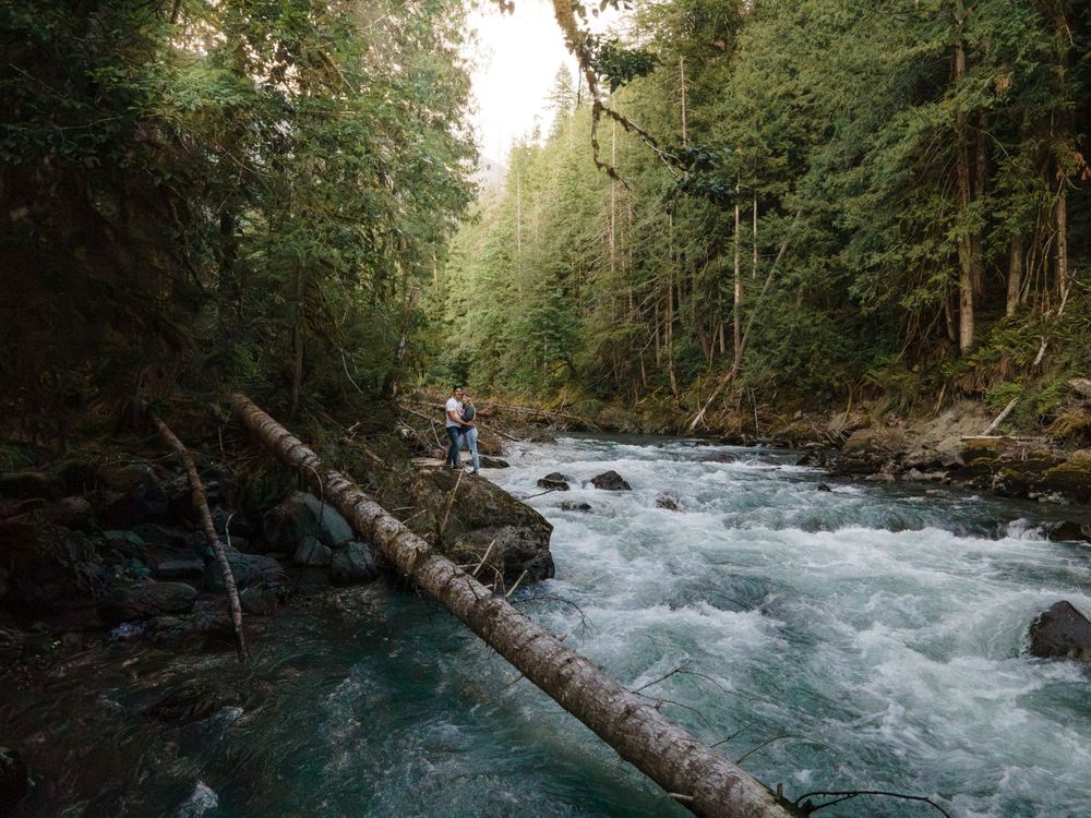 Rapid white water rushing through a scenic forested river canyon with fallen logs crossing the turbulent stream.
