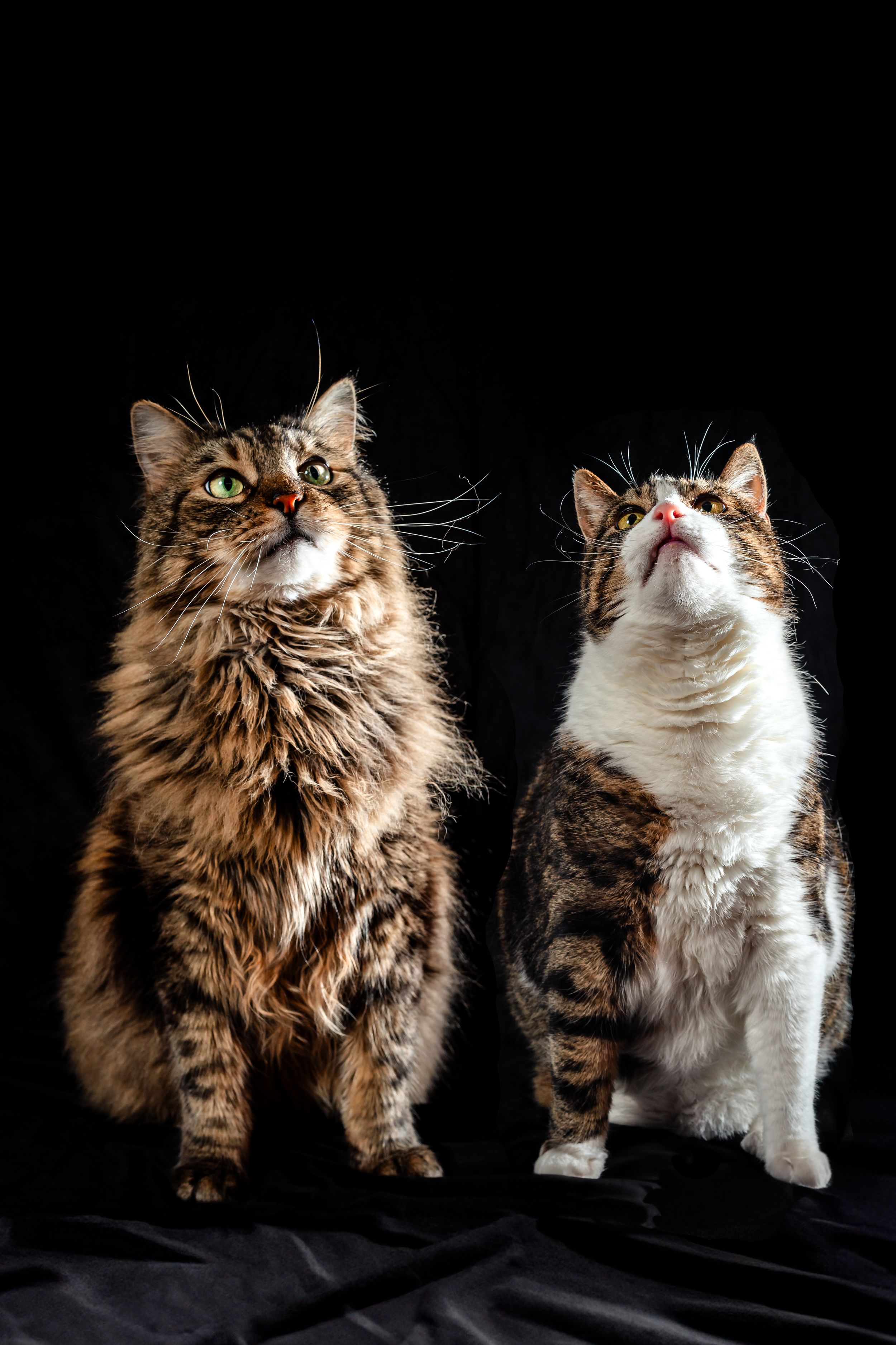 Two fluffy cats, one brown and one white, photographed against black background in various poses.