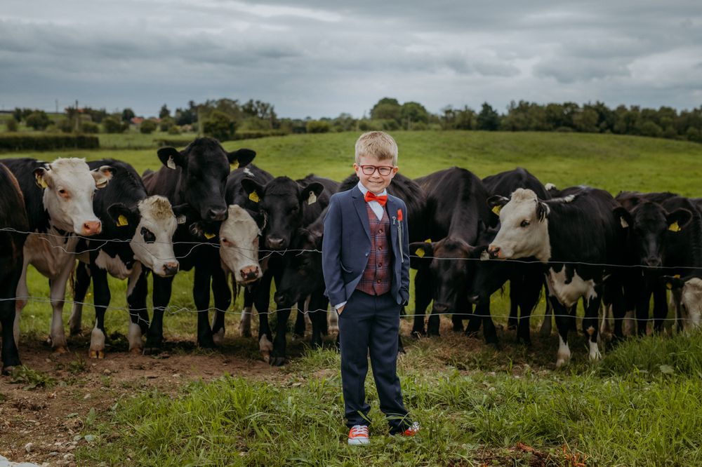 A young boy wearing a navy-blue suit, a red bow tie, and red sneakers, stands confidently in front a group of black and white cows.
