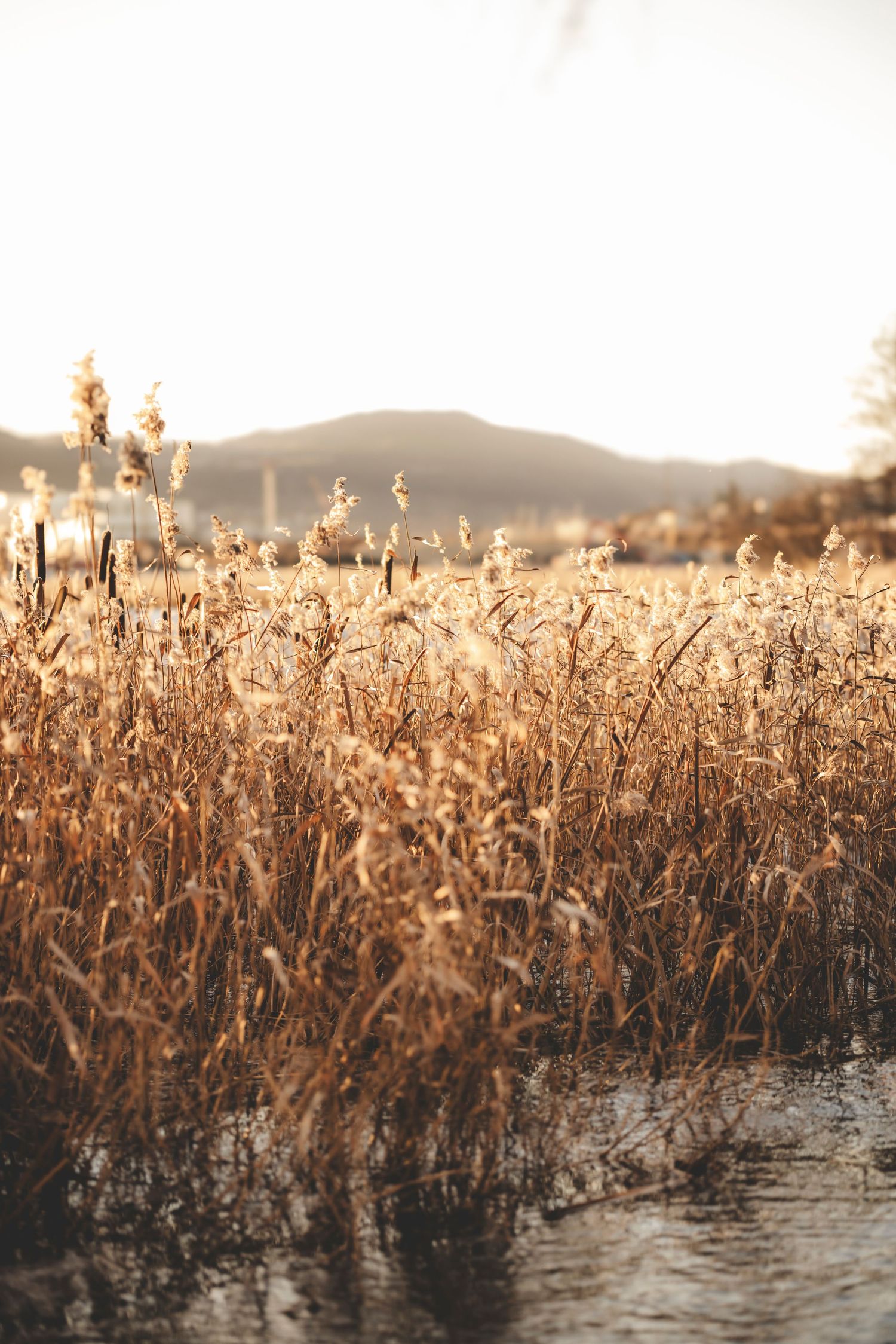 Golden reeds at sunset reflect in calm water with rolling hills in the distance.