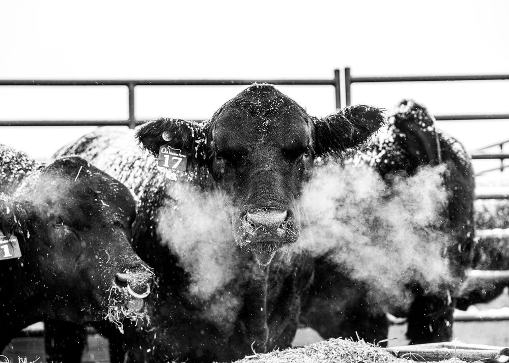 A herd of American bison stand together in a snowy field with steam rising from their bodies in the cold winter air.