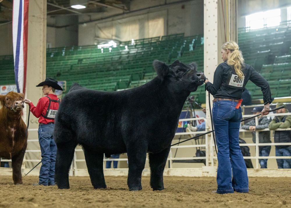 Cattle handlers line up black show cattle in an indoor arena during a livestock competition event.