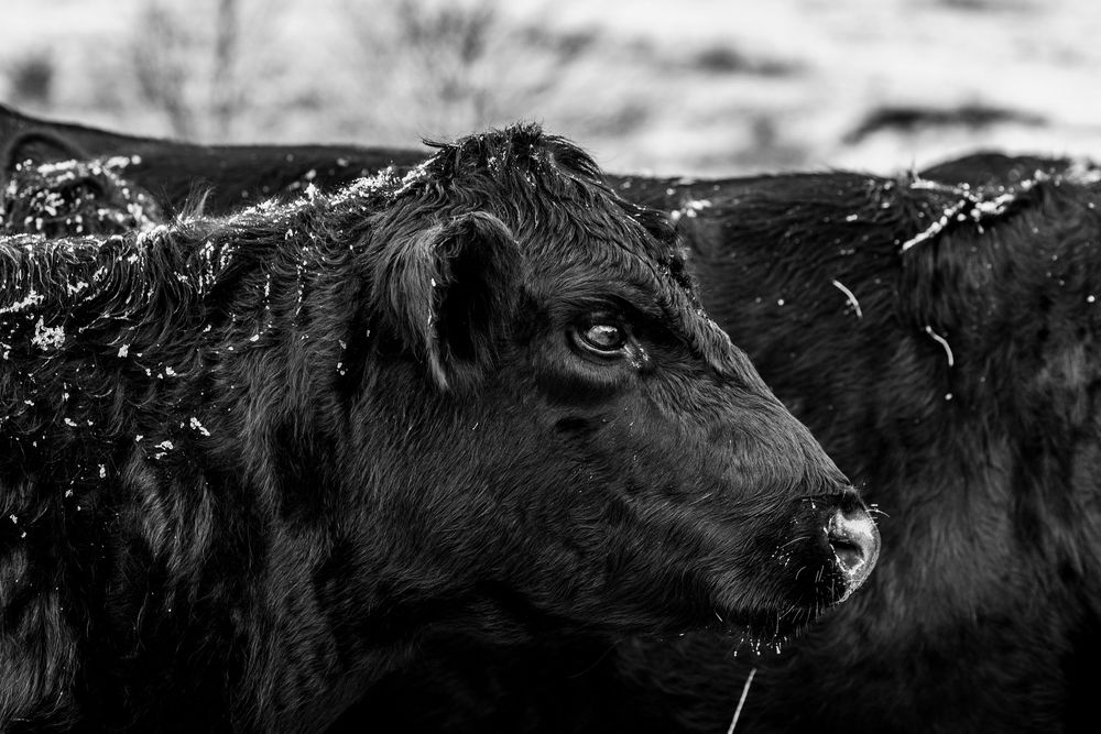 A black angus cow peers through snow-covered branches in a dramatic black and white winter photograph.
