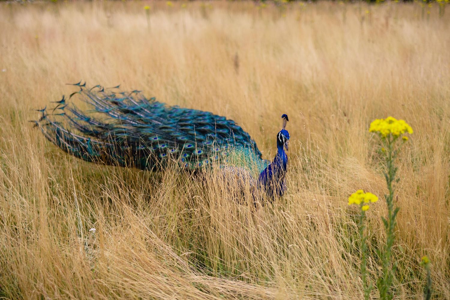 Photo d'un paon perdu dans de hautes herbes au parc de Bagatelle à Boulogne Billancourt, par la photographe Anna Chaplin