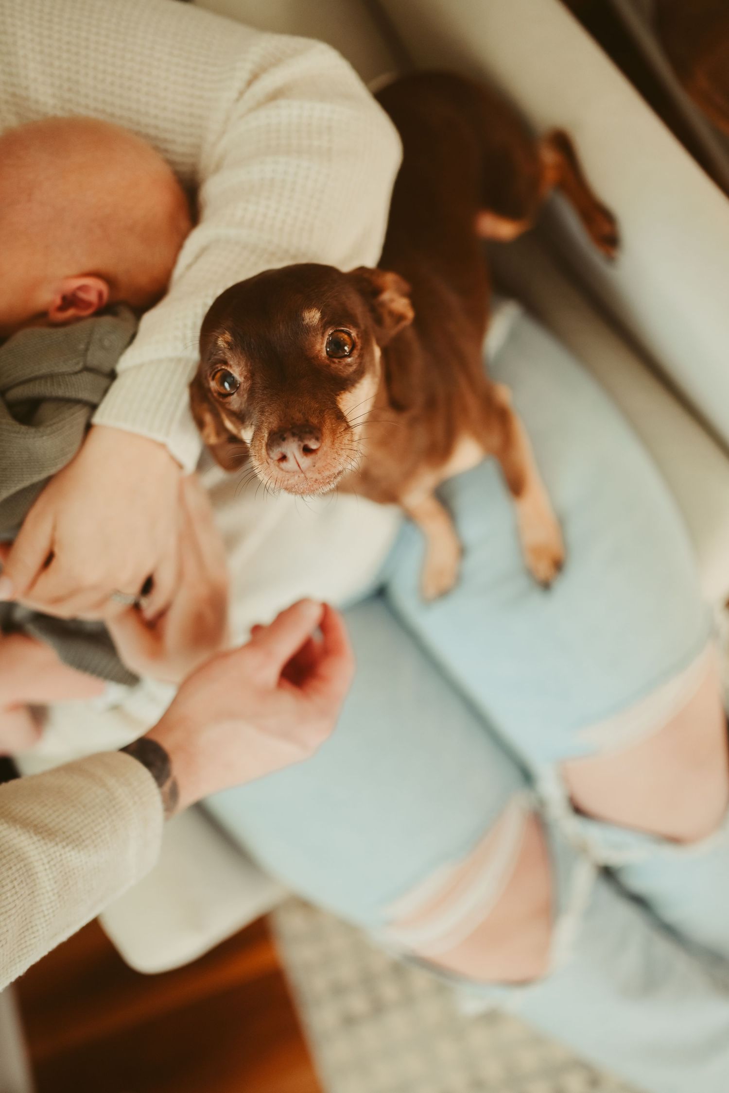 Olive the dog joins in the fun during lifestyle newborn session in Clarksville, Tennessee by Disney Magic Photography