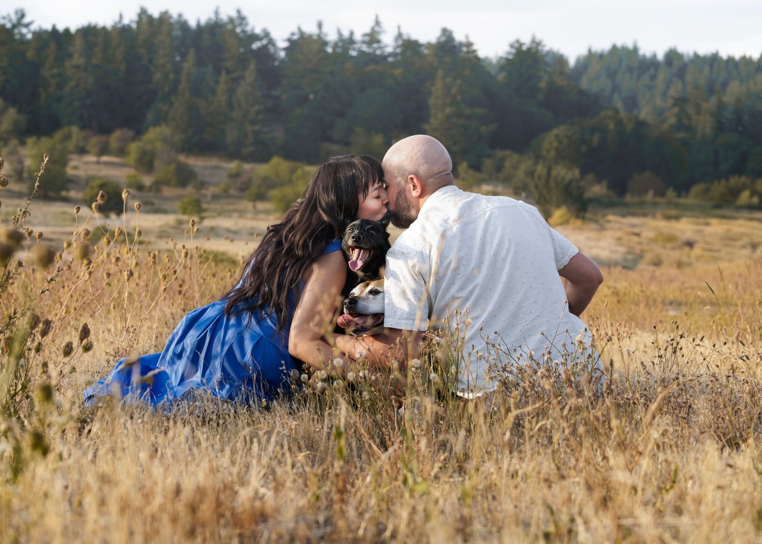 woman and men kissing and hugging two dogs, dogs smiling tongue out, sitting in the middle of the field, forest ,pine views, yellow grass