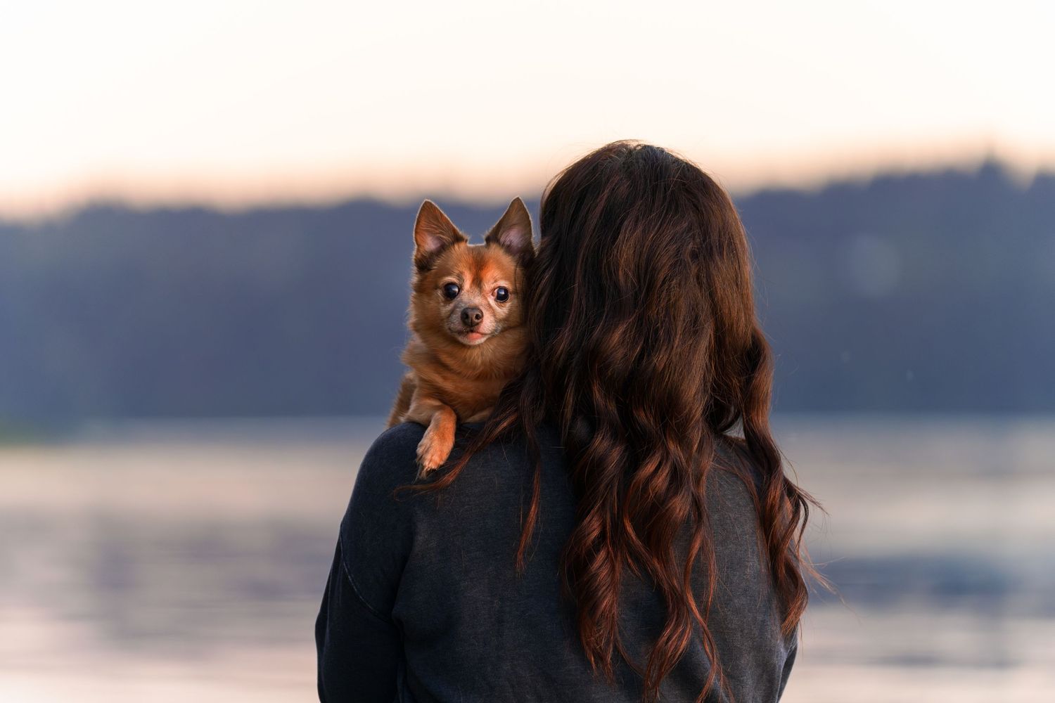 woman holding the small red dog, dog facing the camera in acute way with one paw hugging the shoulder of his owner, long dark curly hair