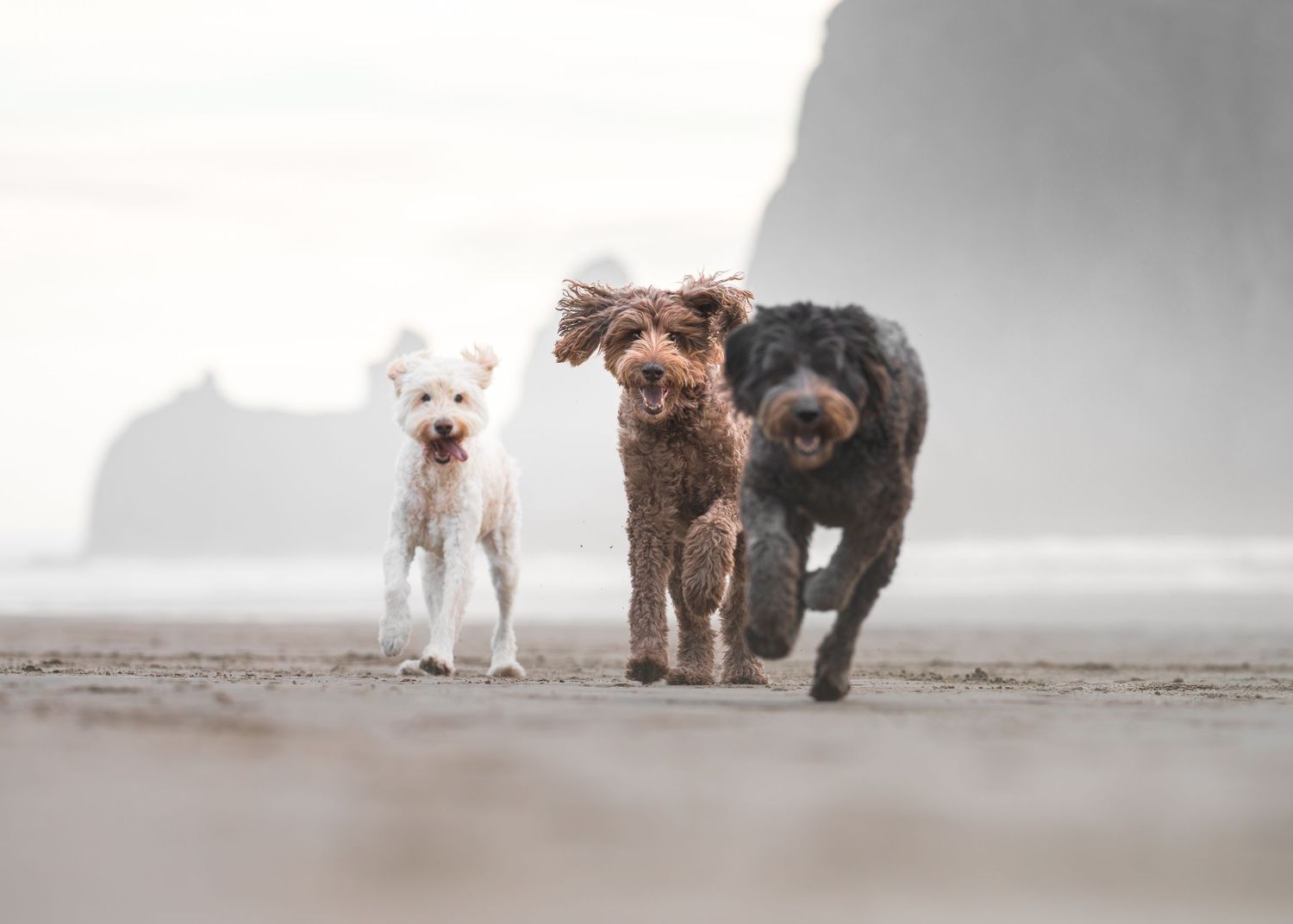 three dogs running at the beach having fun, water, cliffs, sand, fog, doodle,