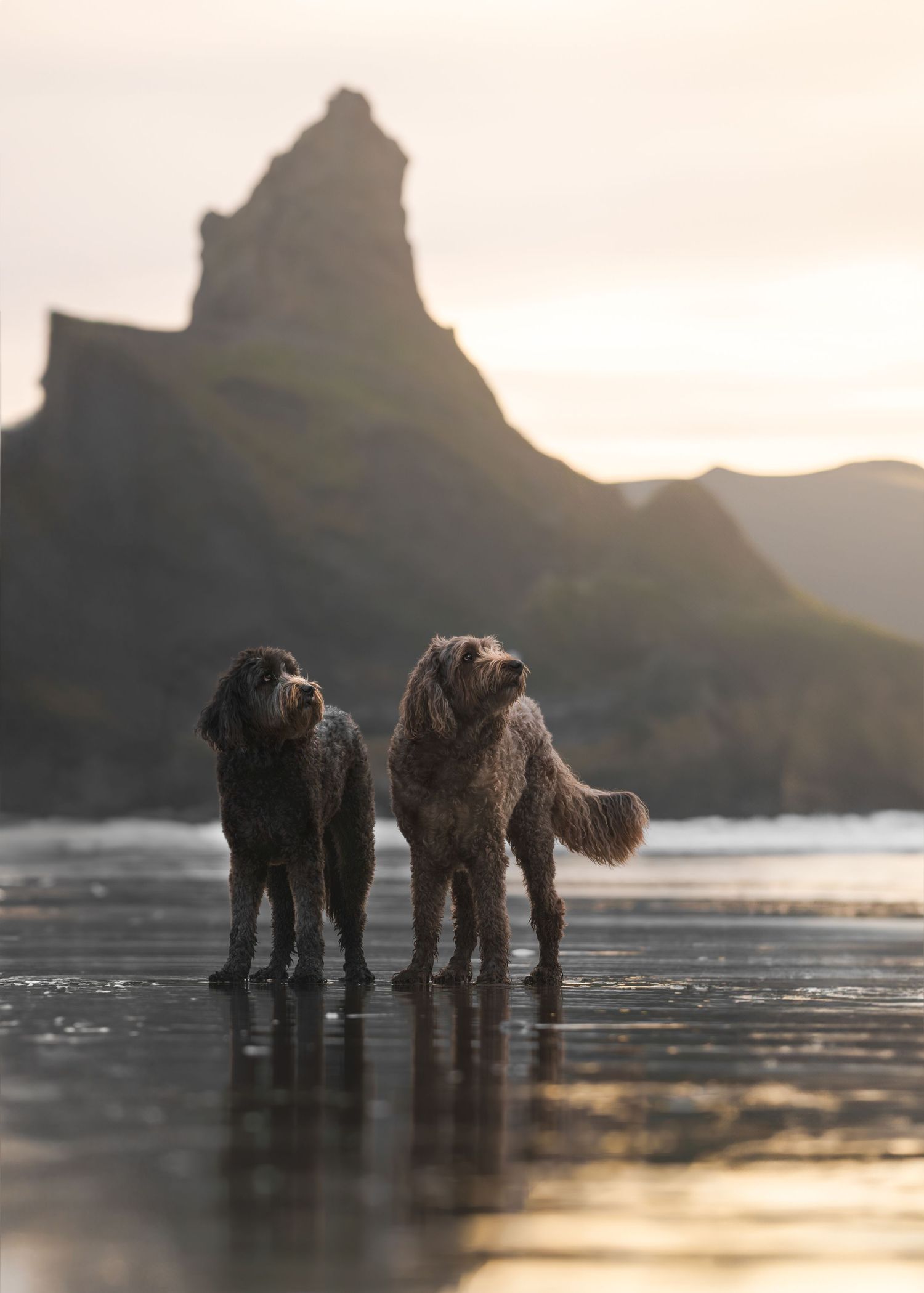 two brown doodles looking up standing at the beach, coast, cliffs, ocean, sunset, rays of light, reflection