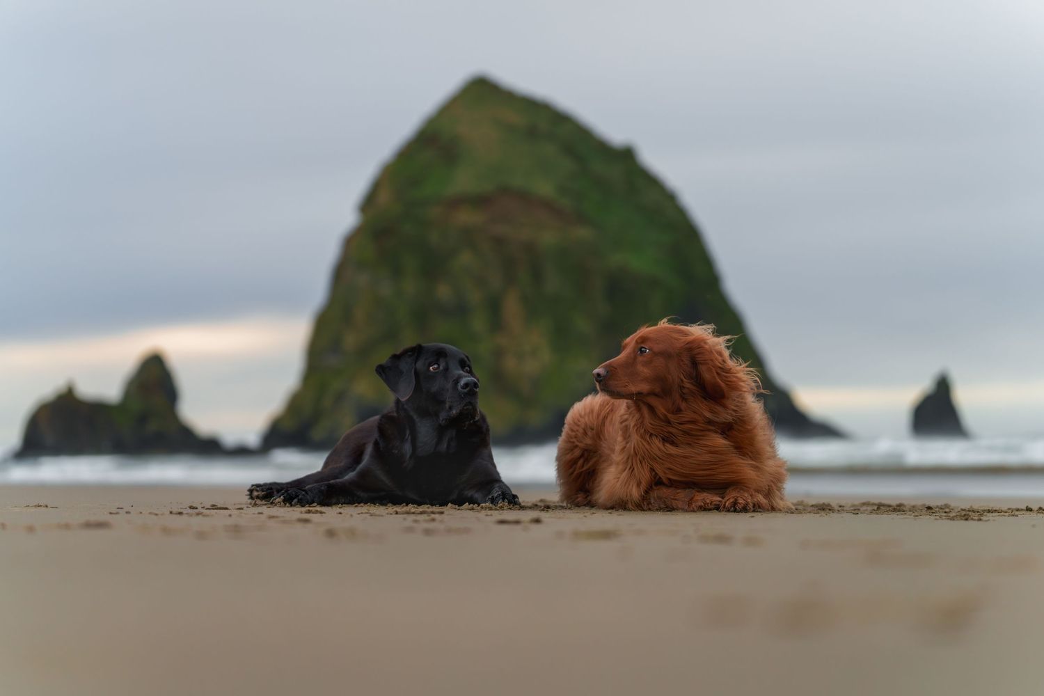 2 dogs, black lab and orange retriever, are sitting at he beach in front of haystack rock, looking at each other, wind, sunset, cloudy pnw