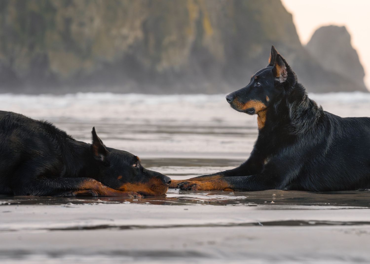 2 dogs facing each other laying down on the beach