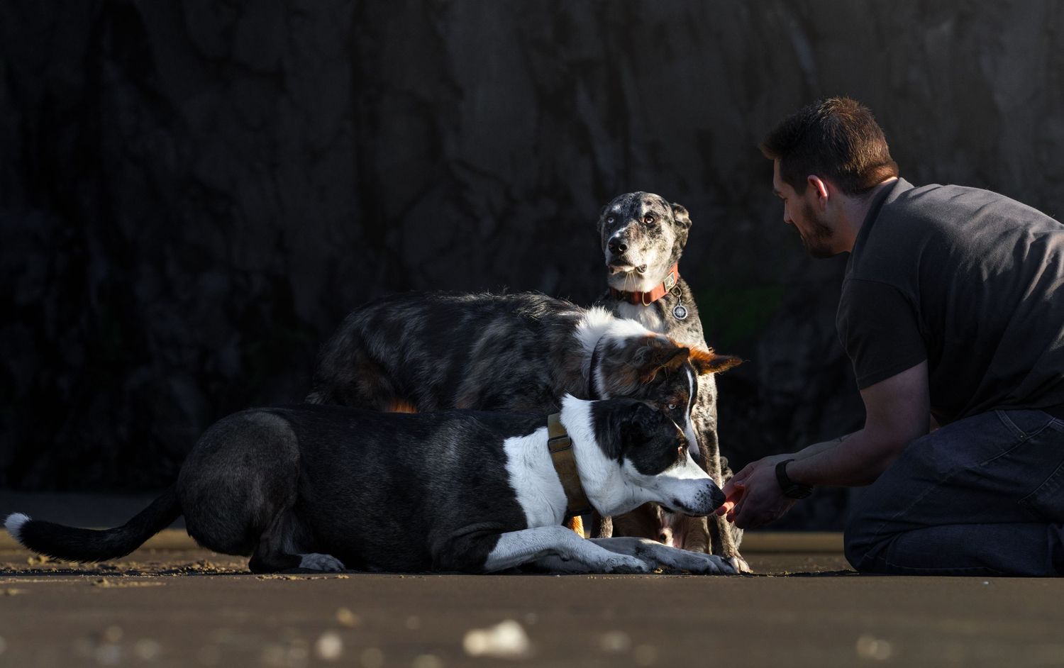 3 dog and a man playing at the beach