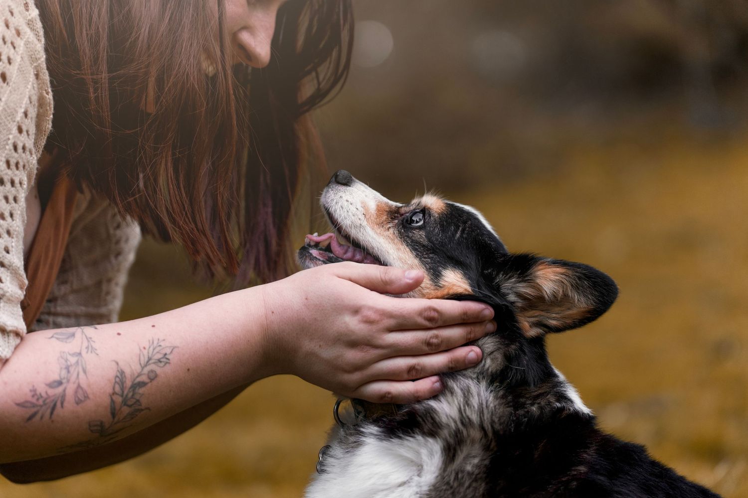 corgi dog held kindly and lovingly by women's hands, smiling