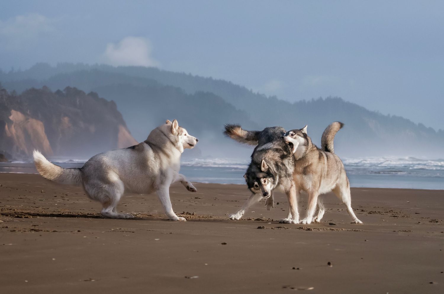 3 husky dogs playing on the beach biting each other, sand, ocean, water , forest, fog sky clouds, daytime
