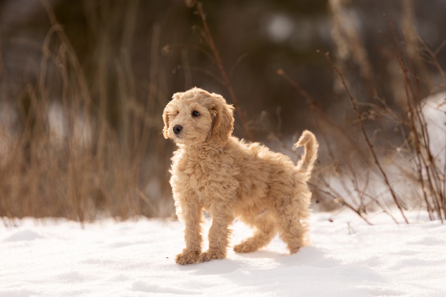 A golden-colored puppy stands alert in snowy winter landscape with dried grass in background.