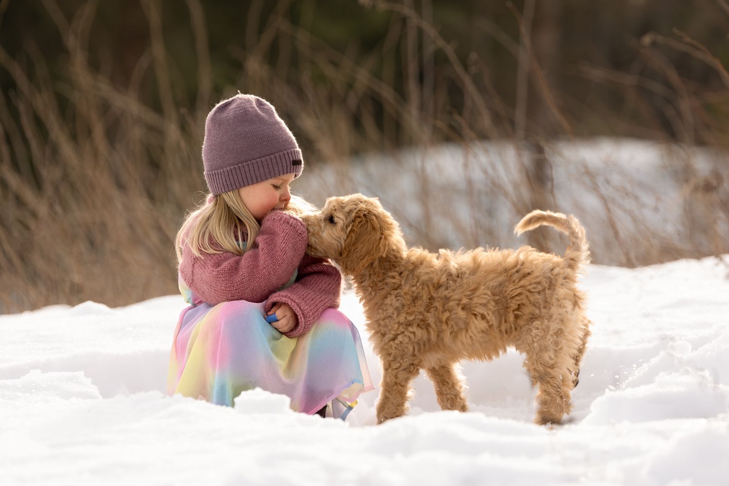 A child in a colorful dress and winter hat plays with a fluffy goldendoodle puppy in the snow.
