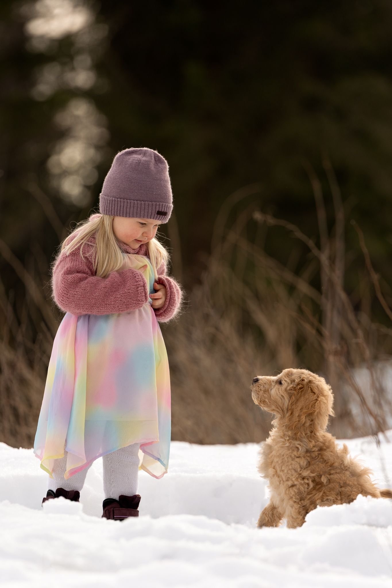 A child in pastel dress and purple beanie interacts with a goldendoodle puppy in snowy setting.