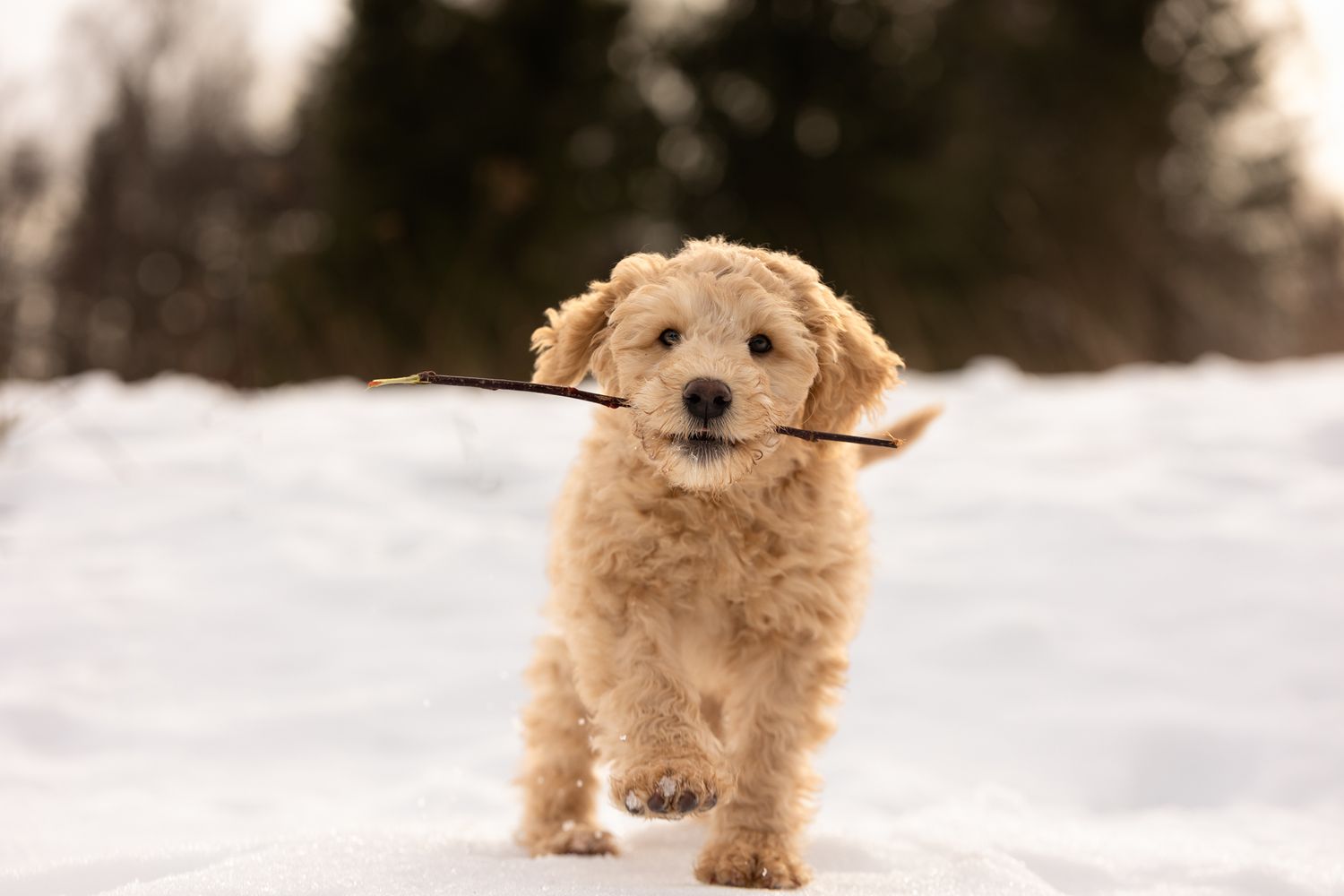 Playful goldendoodle puppy carries a stick while standing in snow.