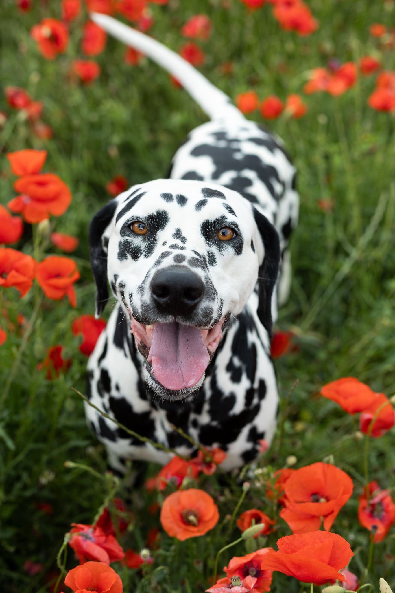 A happy Dalmatian dog with black spots sits among vibrant red poppy flowers in a lush green field.