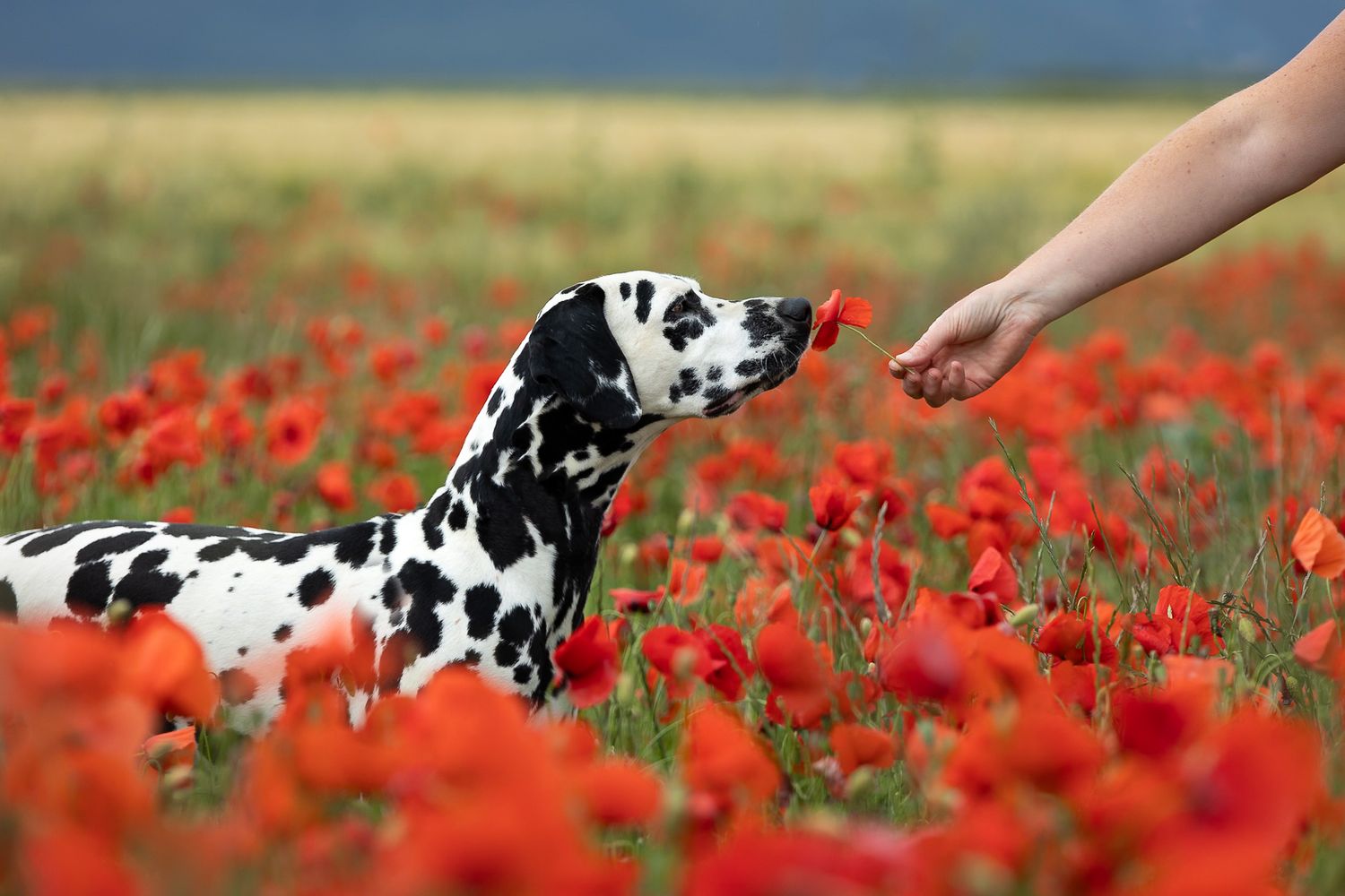 A Dalmatian dog sniffs a red poppy flower offered by a human hand in a vibrant field of blooming poppies.