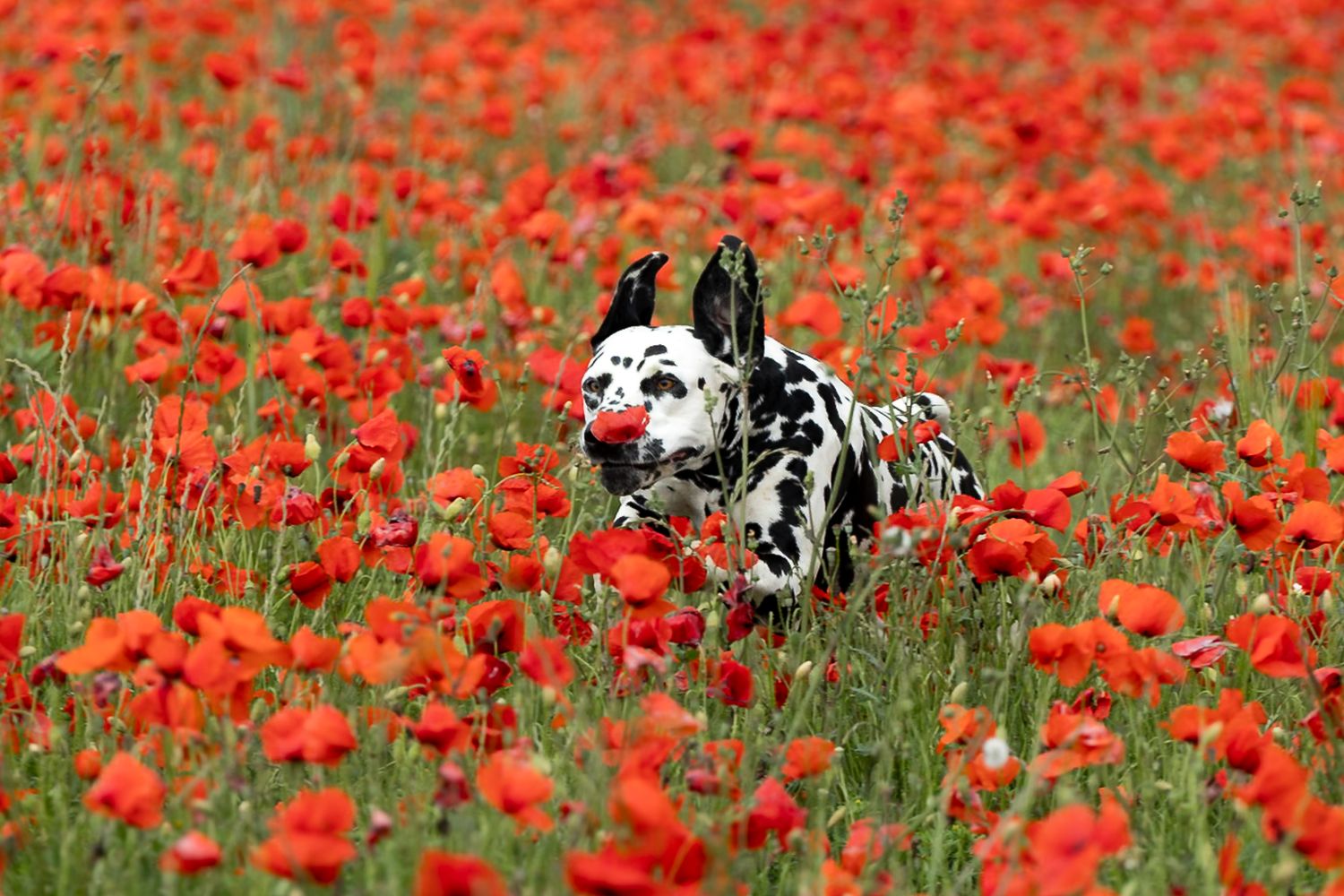A Dalmatian dog runs joyfully through a vibrant field of red poppy flowers in full bloom.