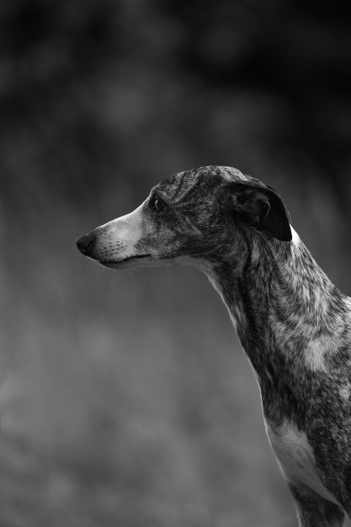 Black and white profile series of a whippet dog showing its distinctive silhouette.
