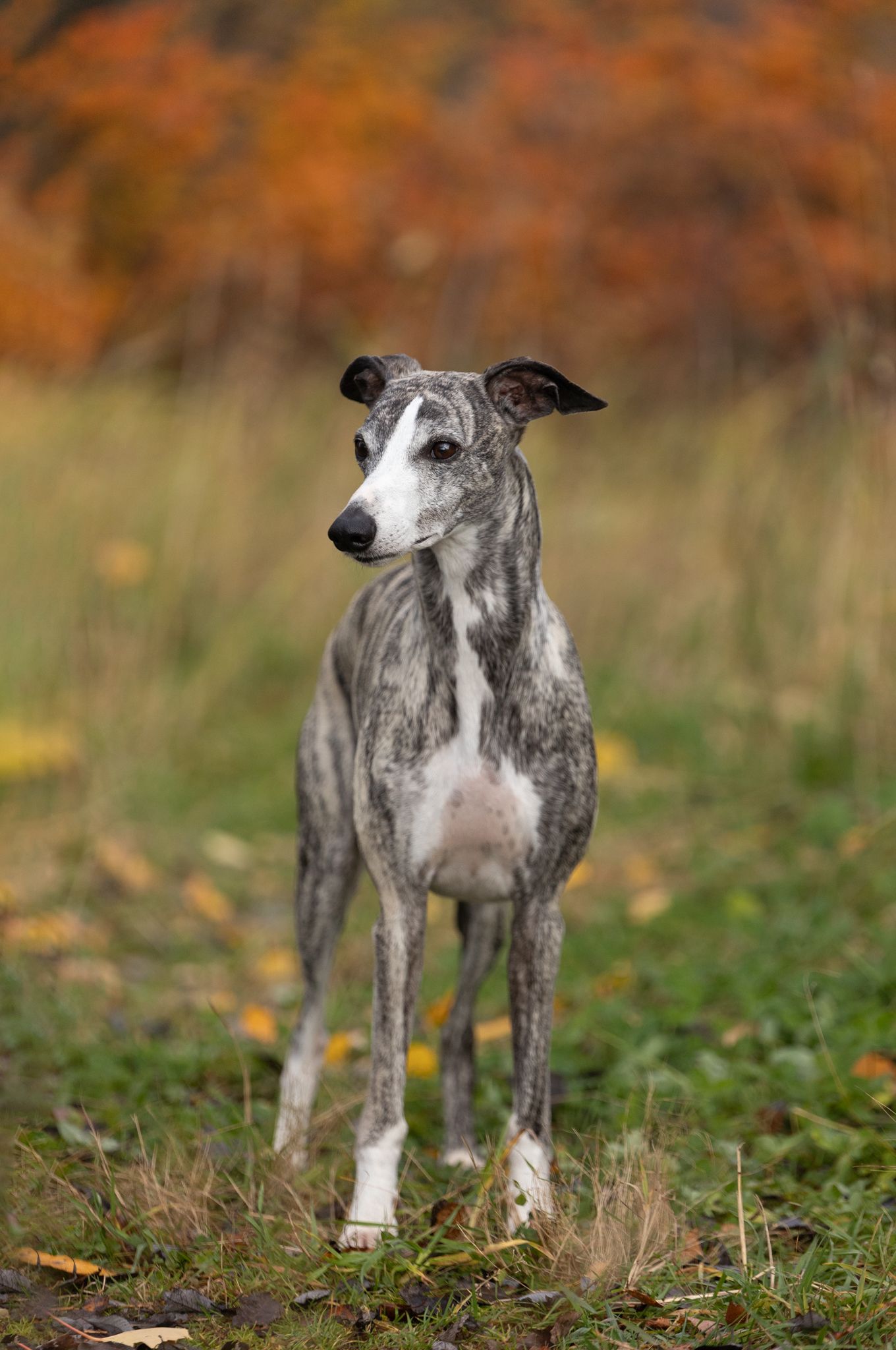 Grey whippet dog standing in grass with autumn foliage in background.
