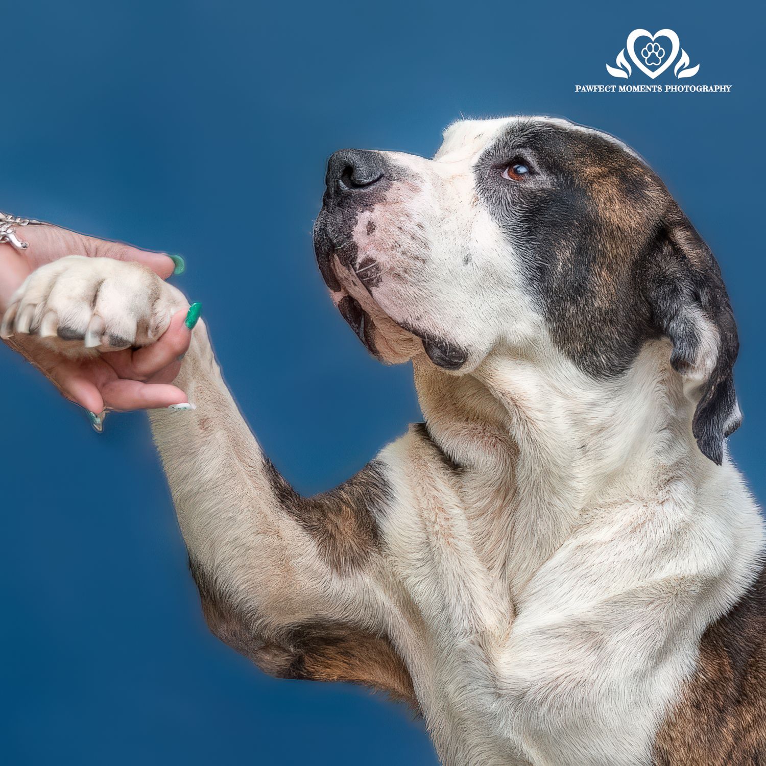 Professional pet photography services from Pawfect Moments Photography, Pam Horn Photographer.  Capturing your pet's pawfect moments.