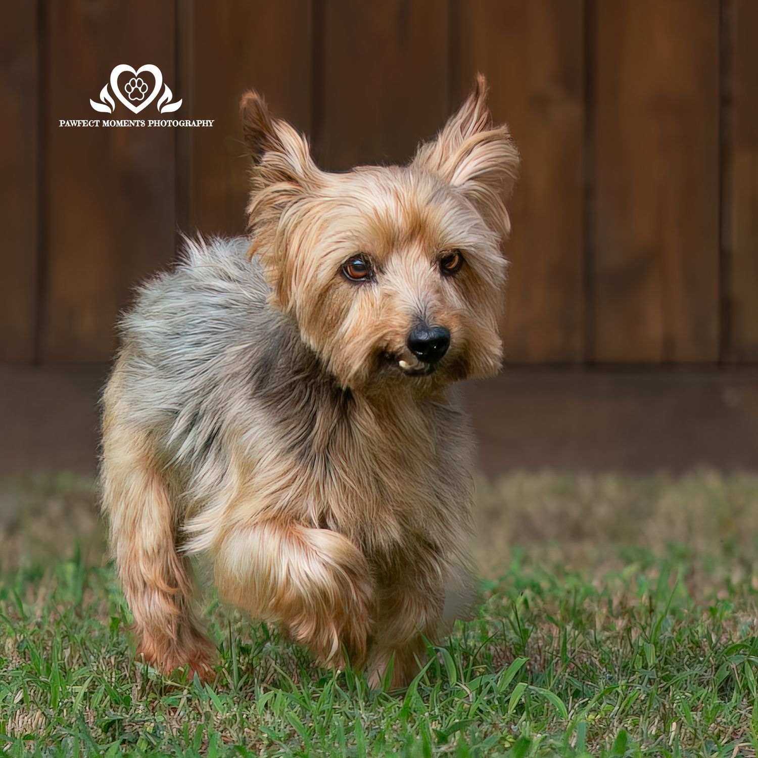 Professional pet photography services from Pawfect Moments Photography, Pam Horn Photographer.  Capturing your pet's pawfect moments.