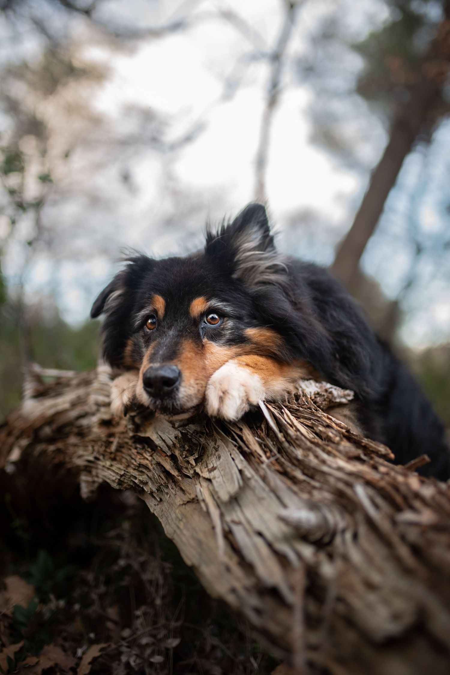 portrait photo animaux chien