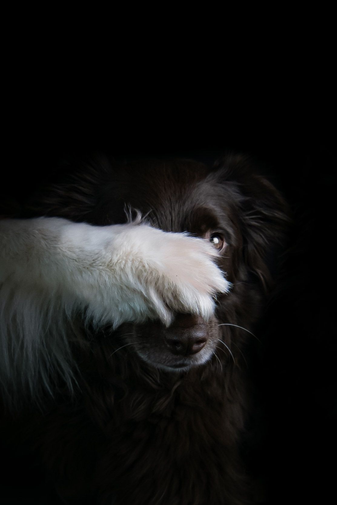 portrait photo animaux chien