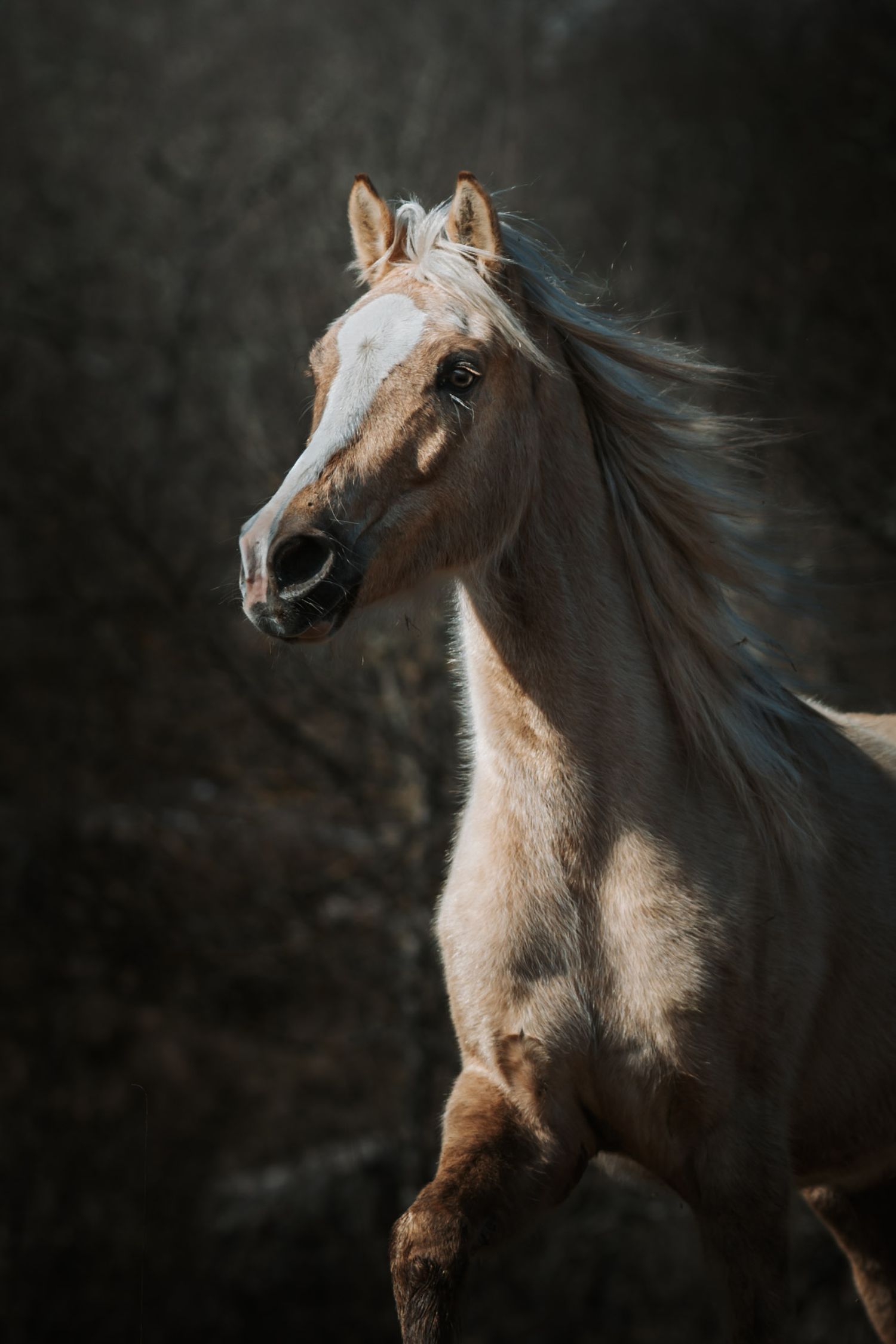 portrait photo animaux cheval