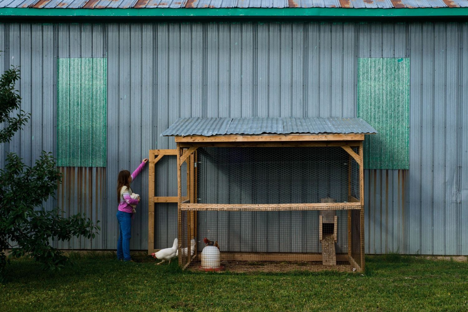 Rustic outdoor chicken coop with a child peeking through – A documentary-style image of a child interacting with a backyard farm setting.