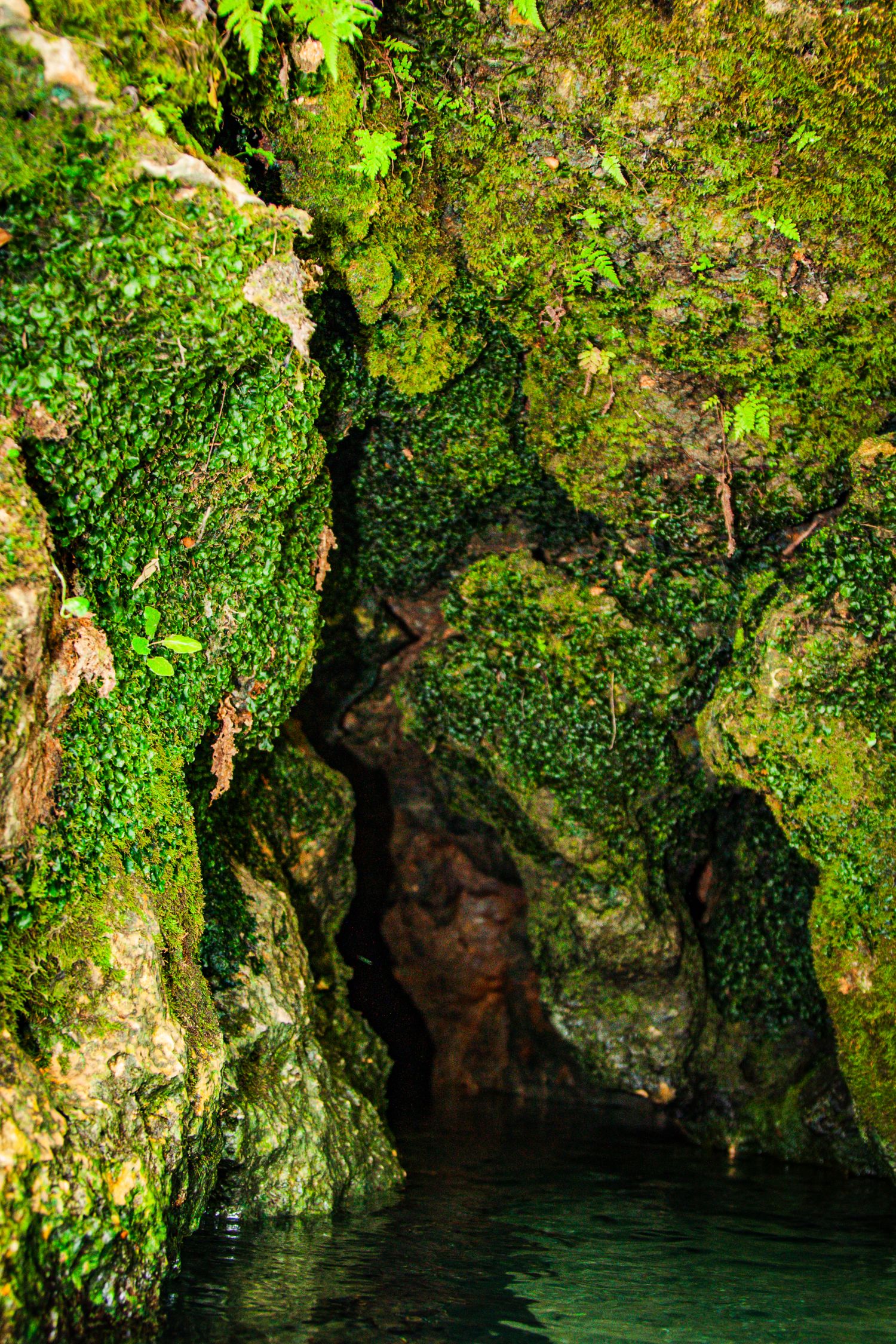 Travel Photographer in Panama City Florida. Nature photos in the Florida Panhandle: Beaches, Bayou, Natural Springs, Skies, Plants, and more