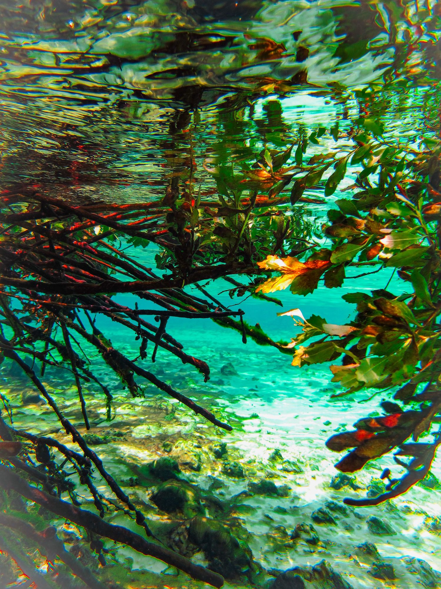 Travel Photographer in Panama City Florida. Nature photos in the Florida Panhandle: Beaches, Bayou, Natural Springs, Skies, Plants, and more