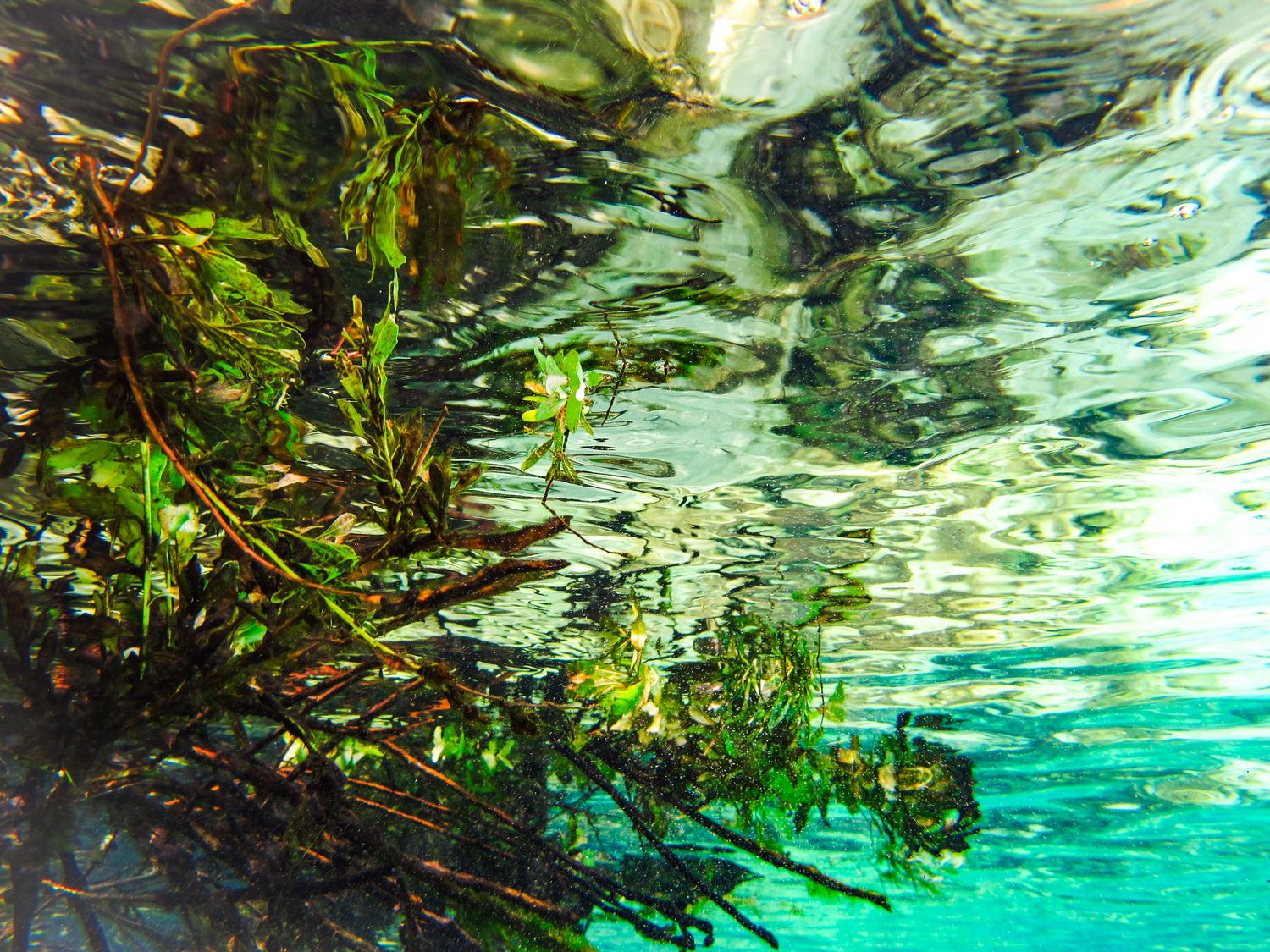 Travel Photographer in Panama City Florida. Nature photos in the Florida Panhandle: Beaches, Bayou, Natural Springs, Skies, Plants, and more