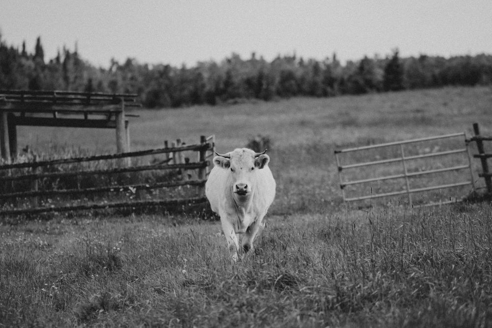 Black and white photo of a white cow walking through a fenced pasture with trees in the background.