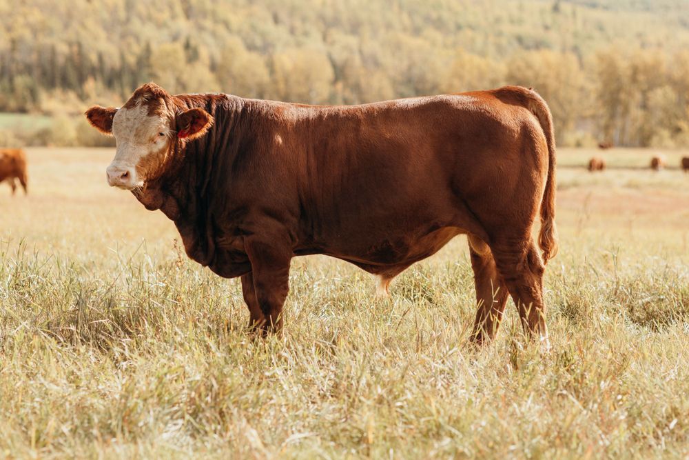 A red Limousin bull grazes in a field with cattle visible in the background during autumn.