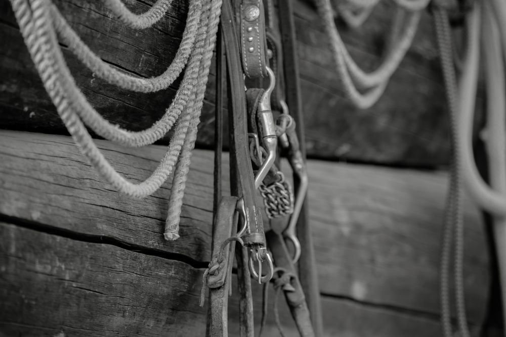 Black and white close-up of leather horse bridles and ropes hanging on wooden wall.