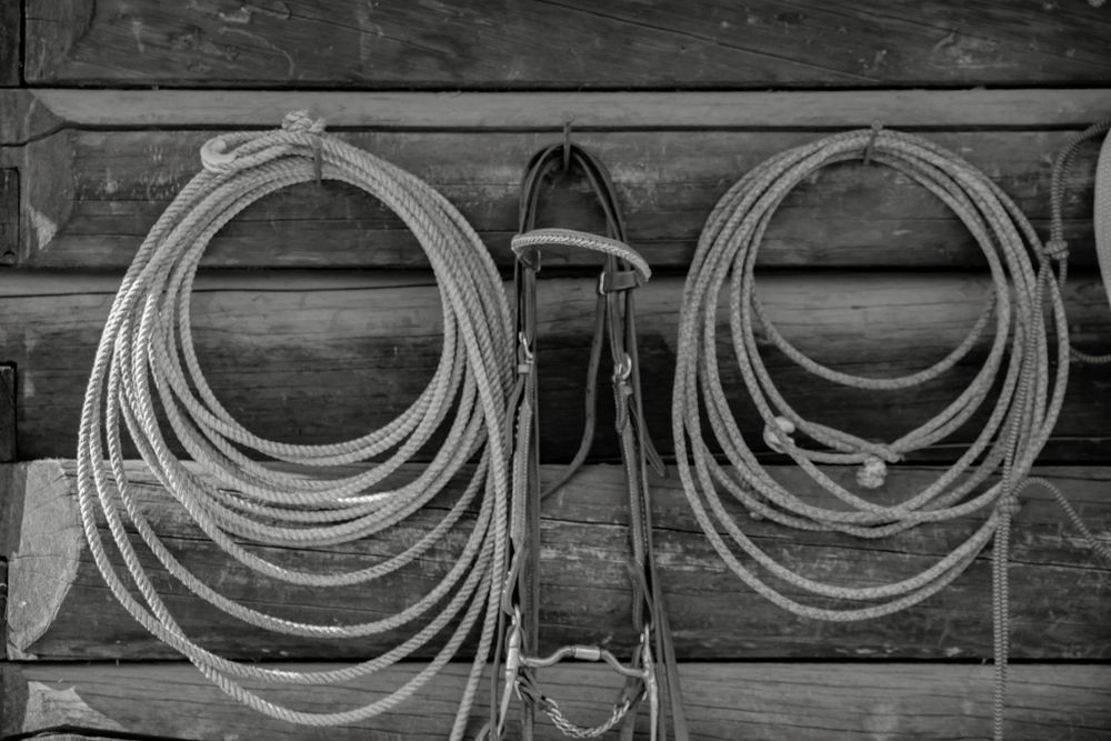 Black and white photo of two coiled lasso ropes hanging on rustic wooden wall.